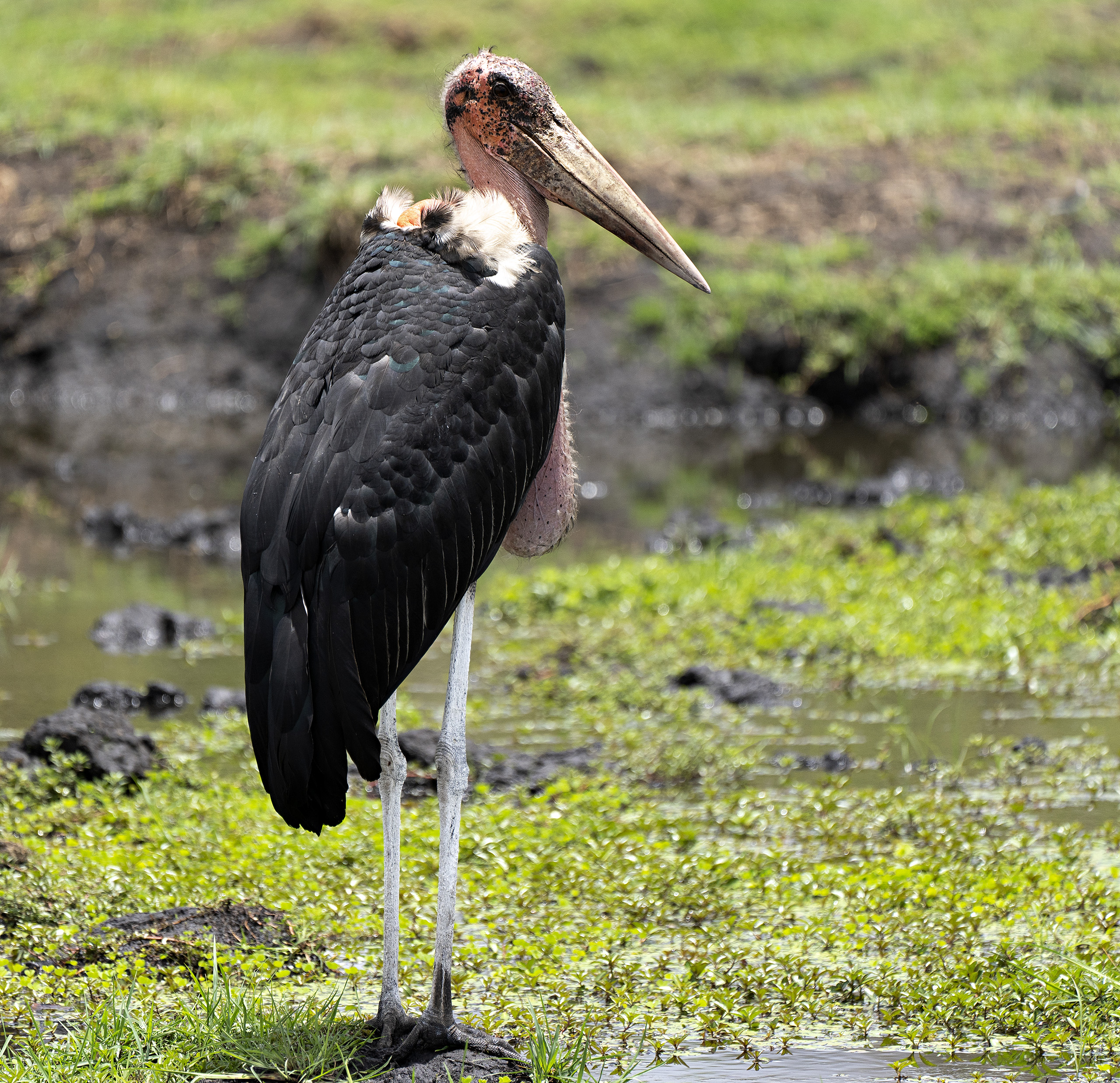 Bird - Marabou stork