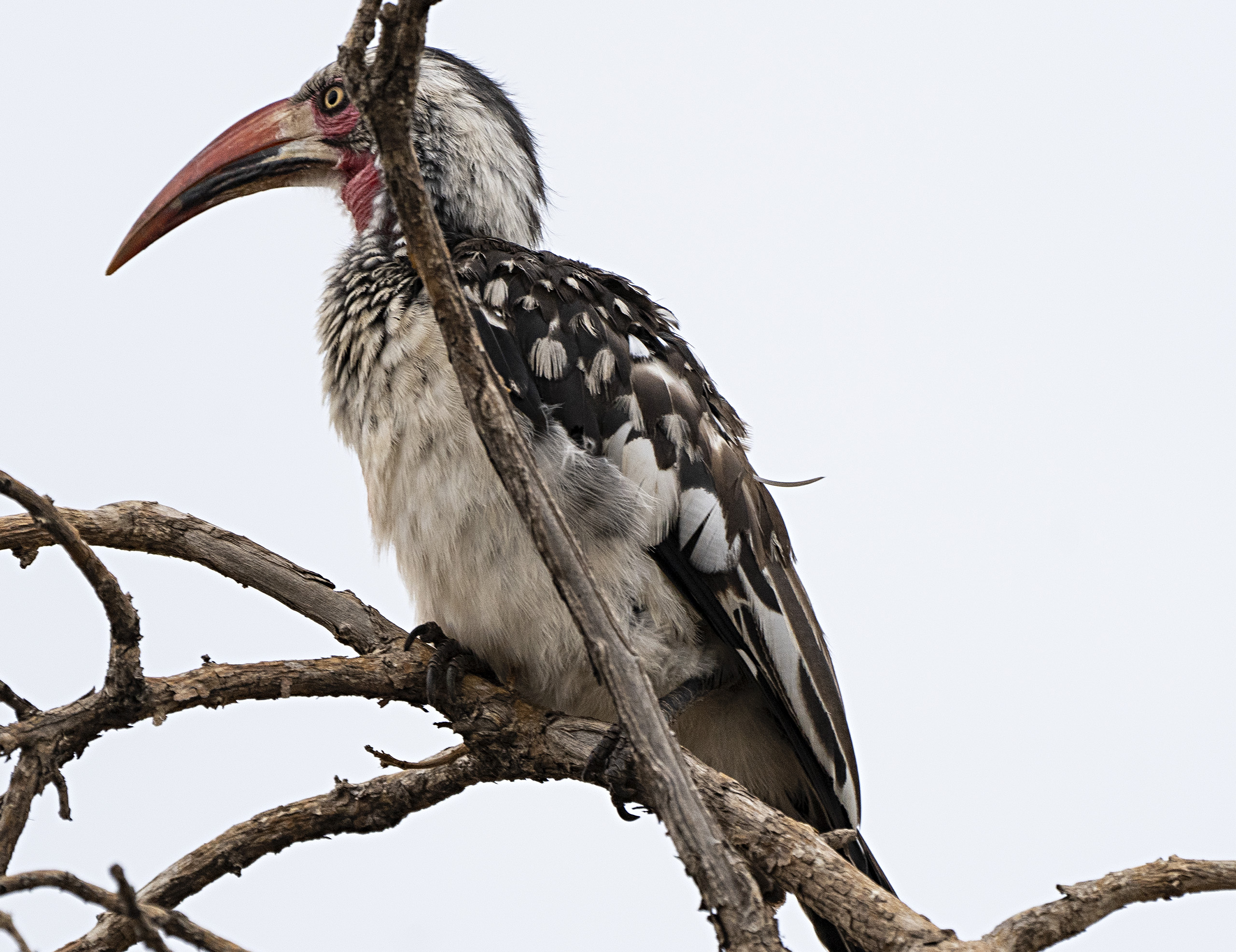 Bird - Red-billed Hornbill