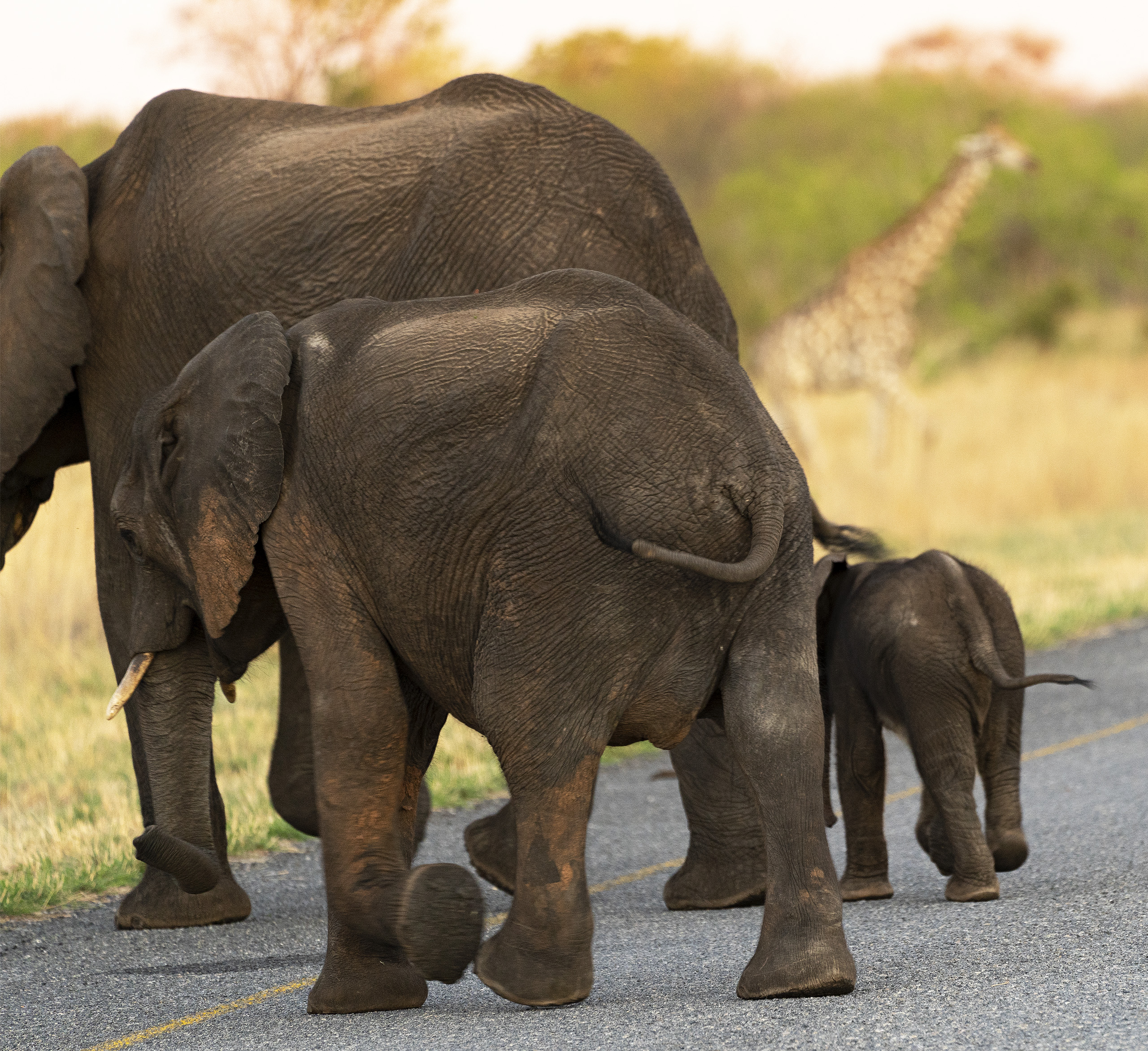 Elephants crossing road