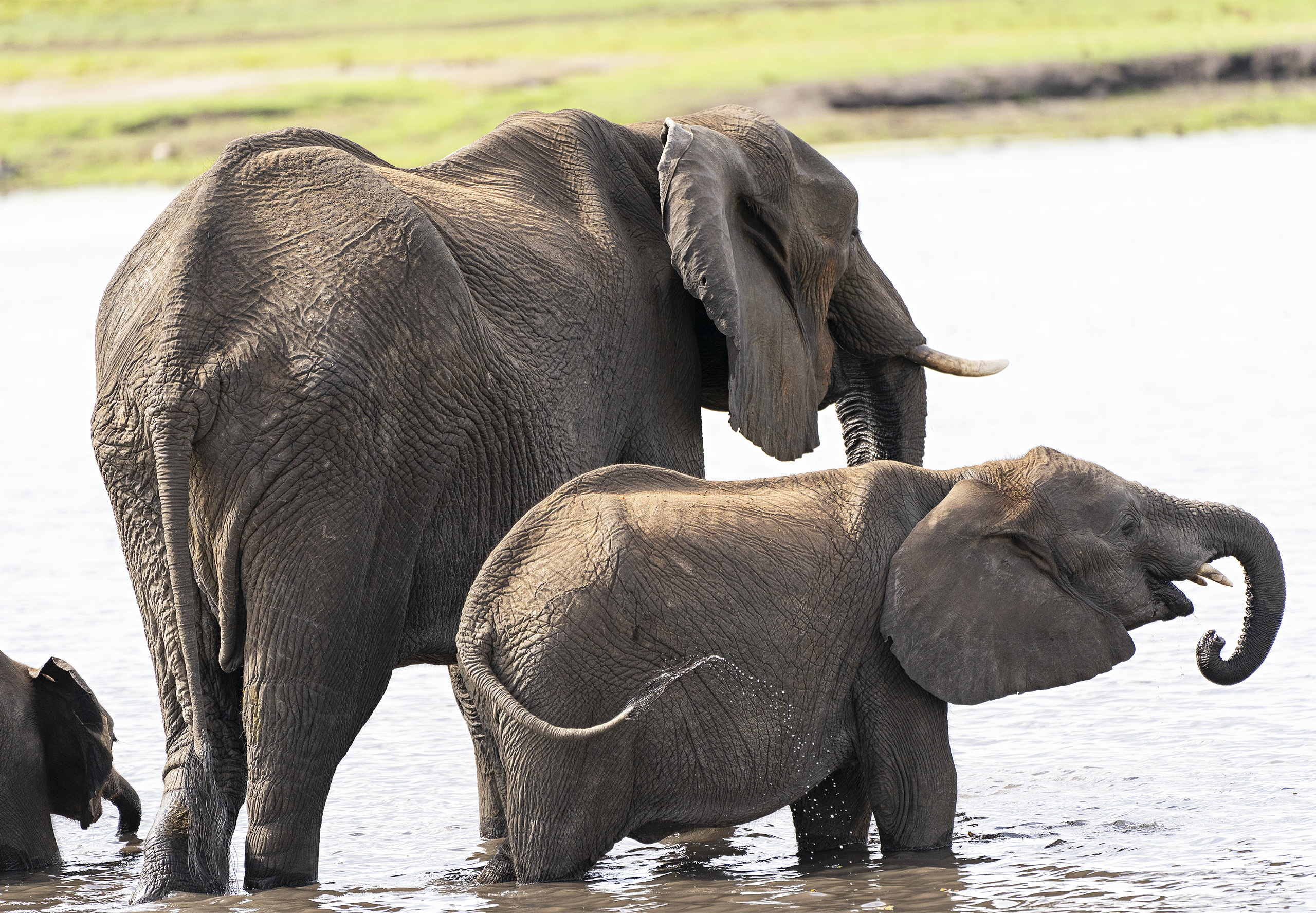 Elephants standing in water