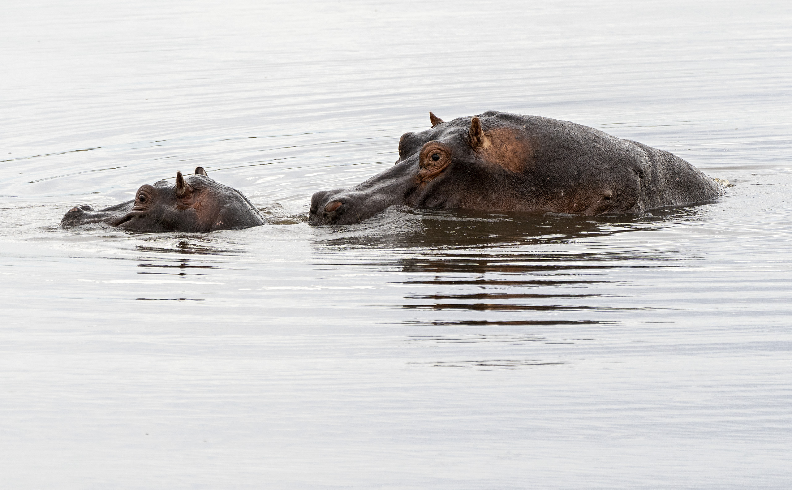 Hippo mom & baby