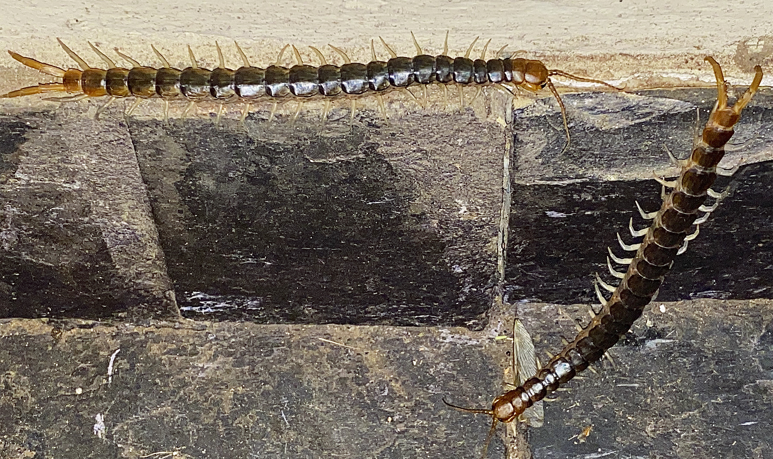 Insect - Centipede