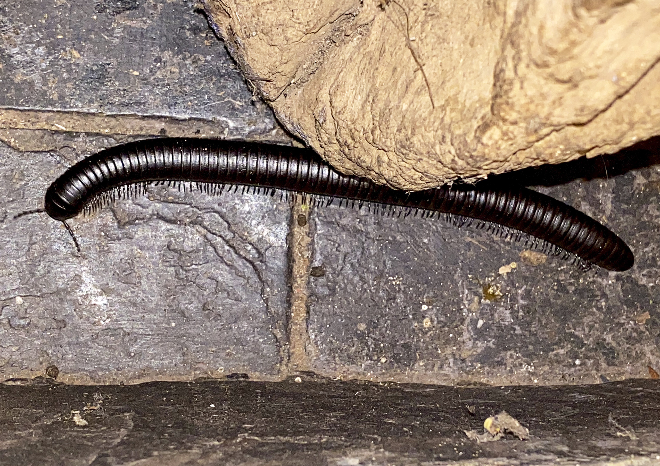 Insect - Millipede