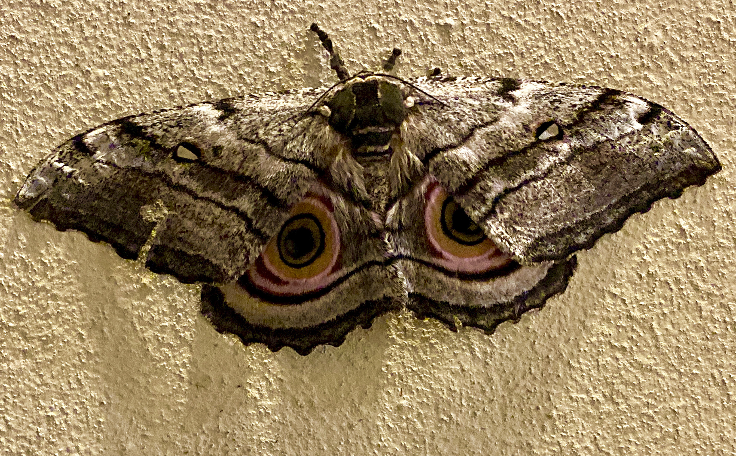Insect - Moth