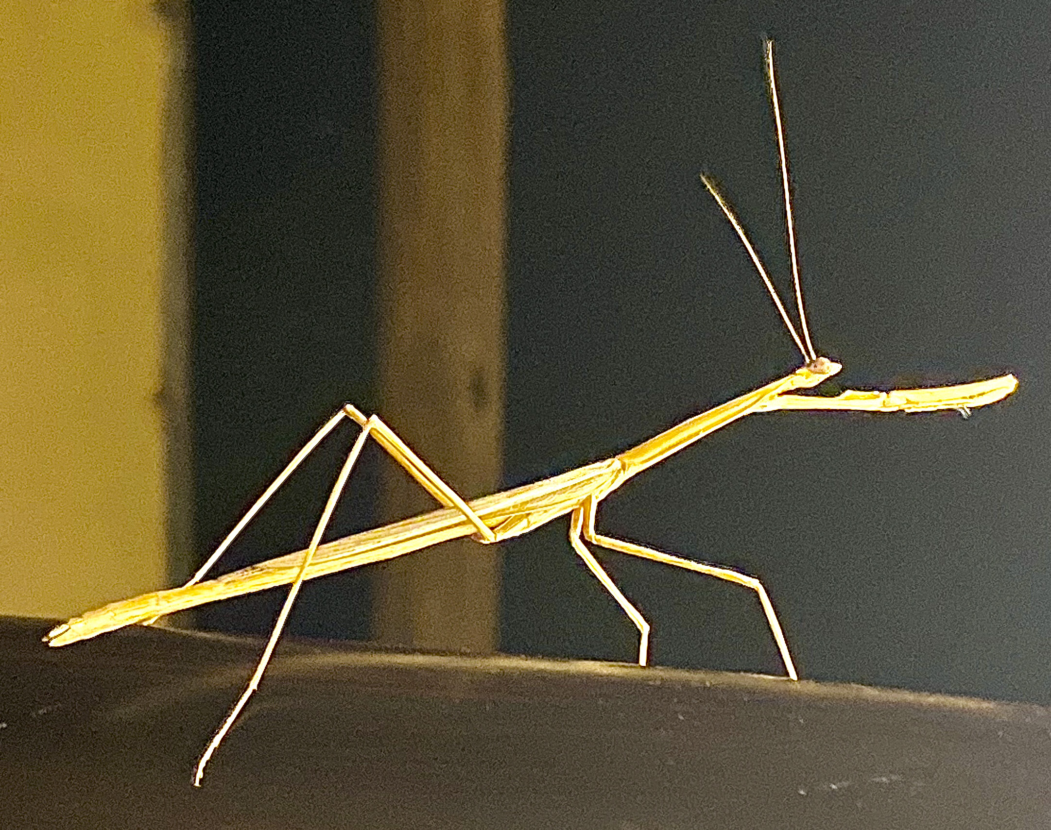Insect - Walking Stick