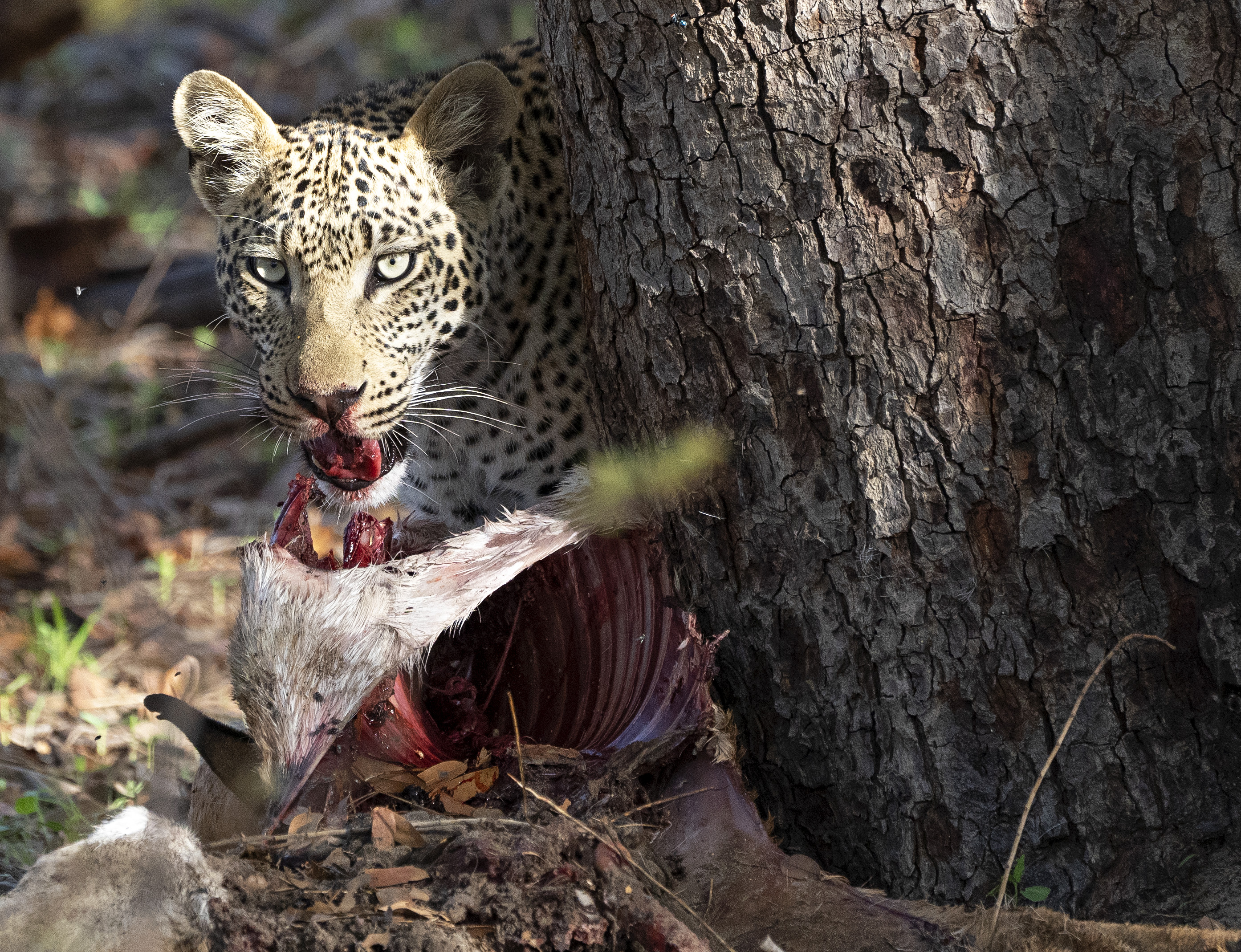 Leopard eating impala 02