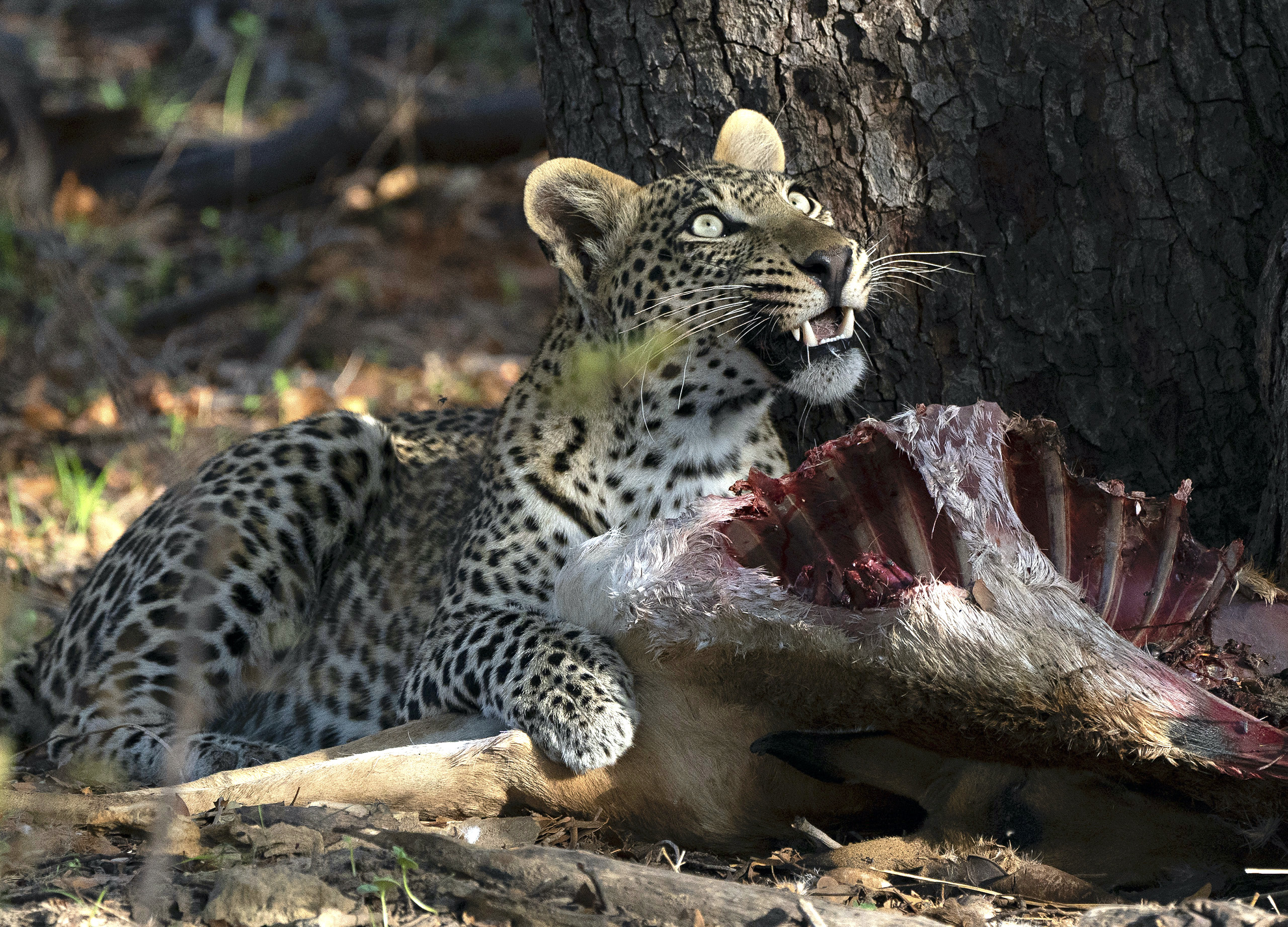Leopard eating impala