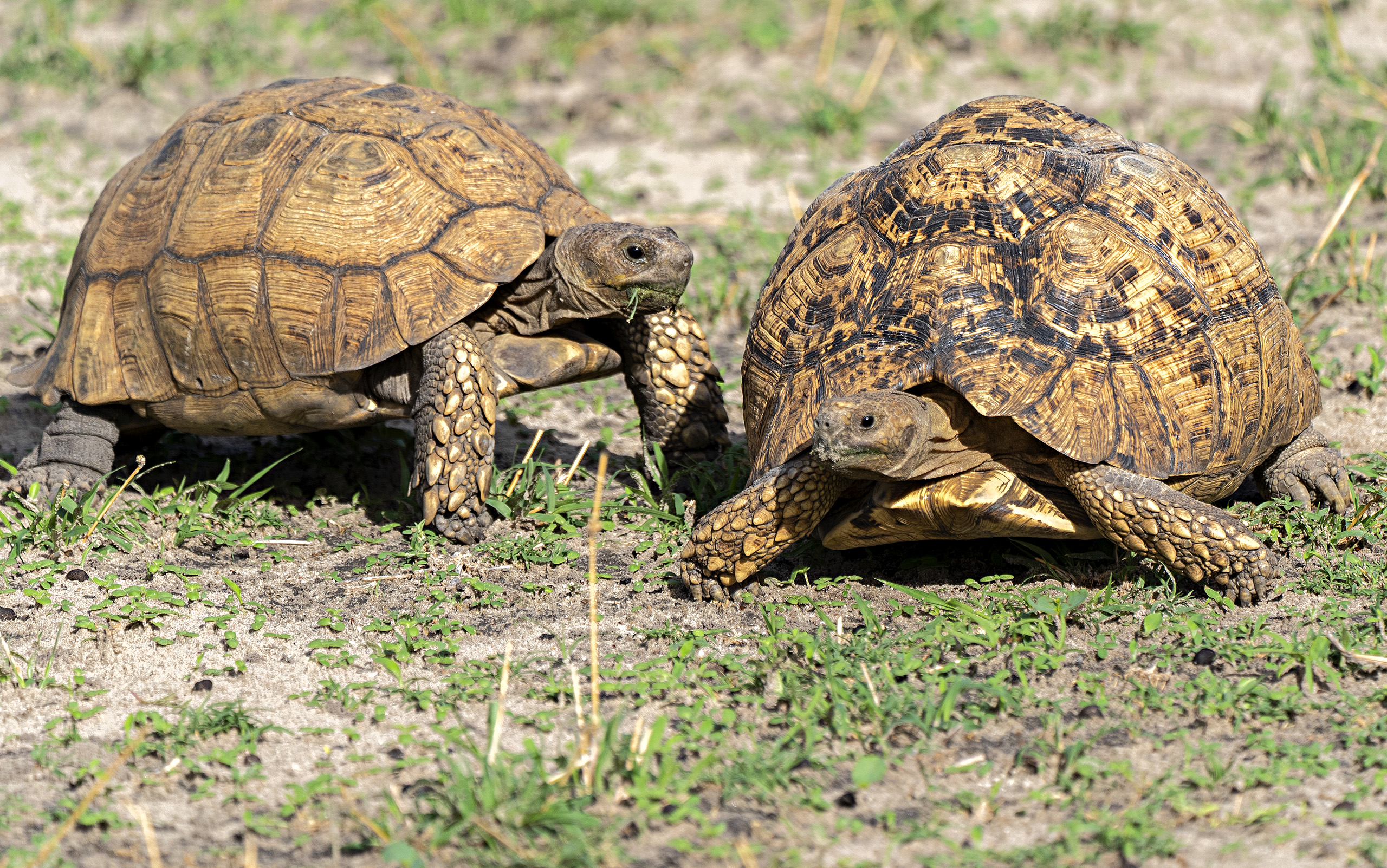 Leopard tortise