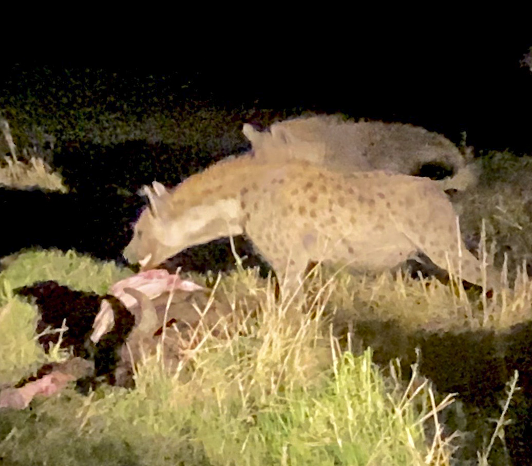 Hyenas eating buffalo at night