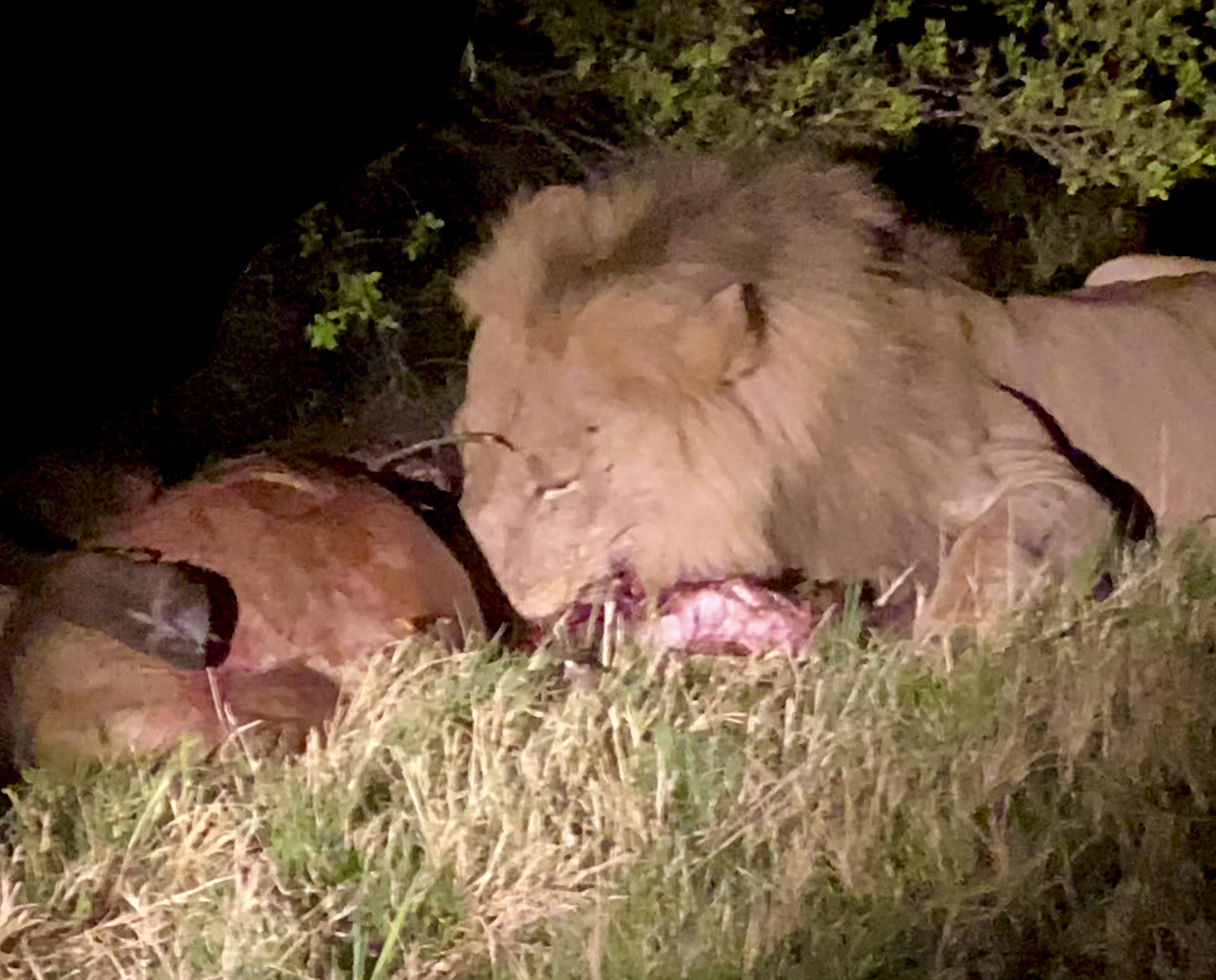 Lion eating buffalo at night