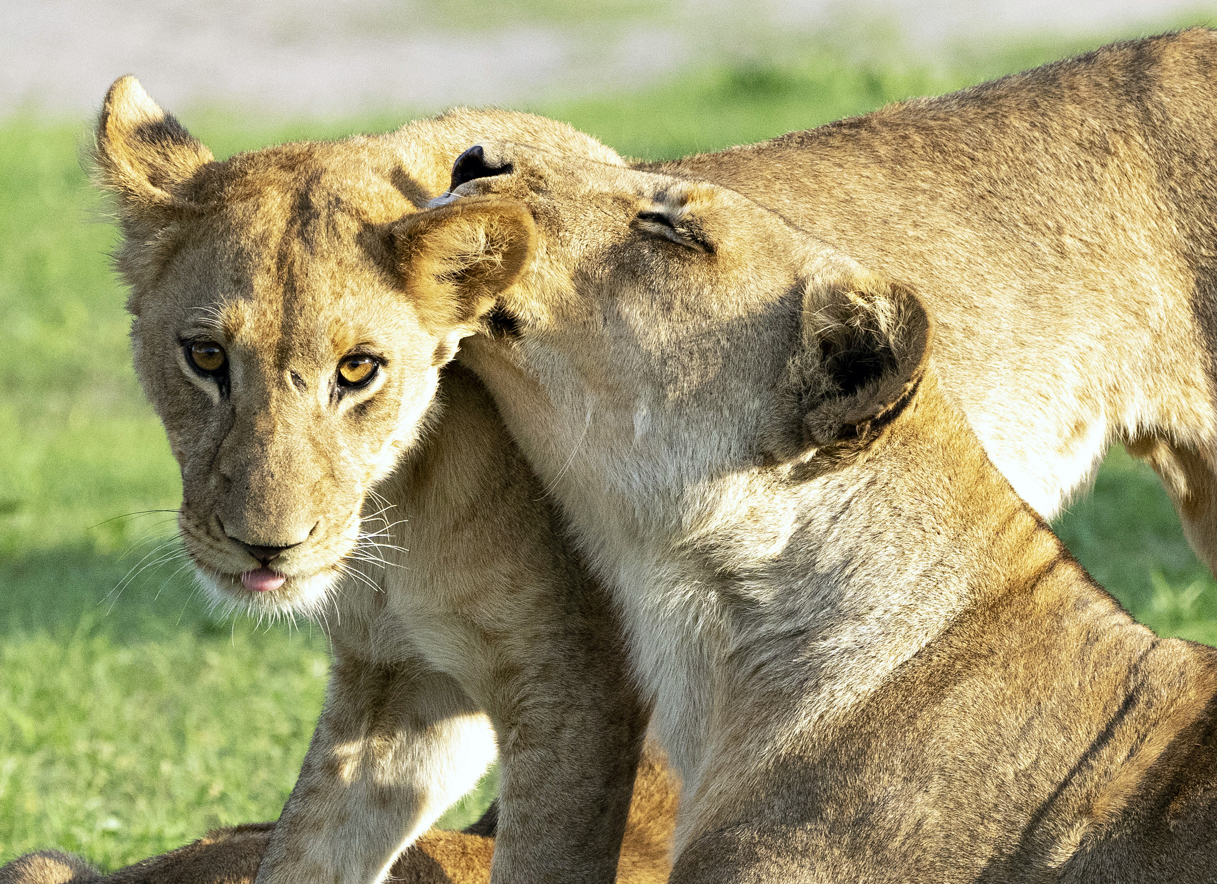 Lion mother nuzzling cub