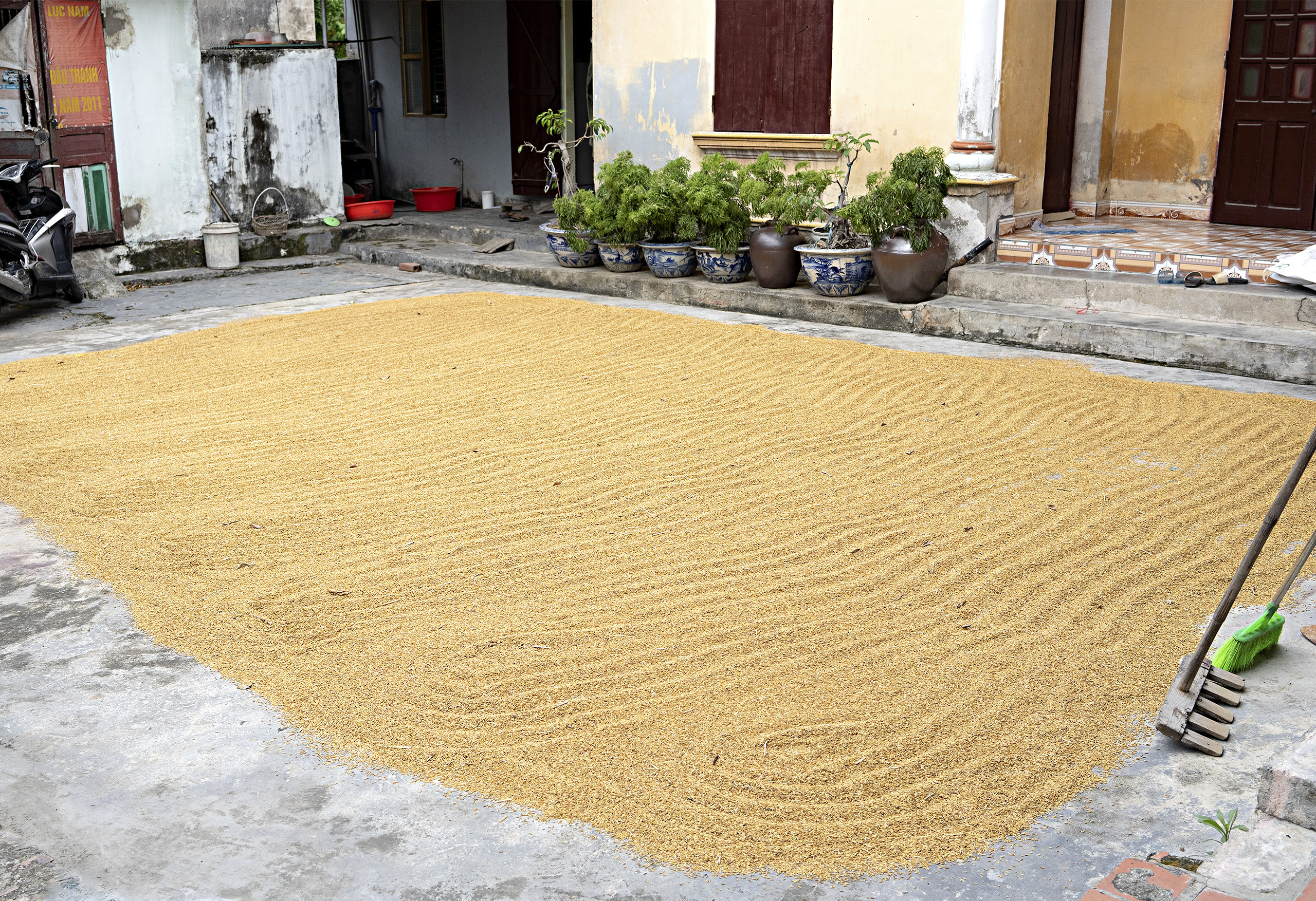 Ha Long, rice drying