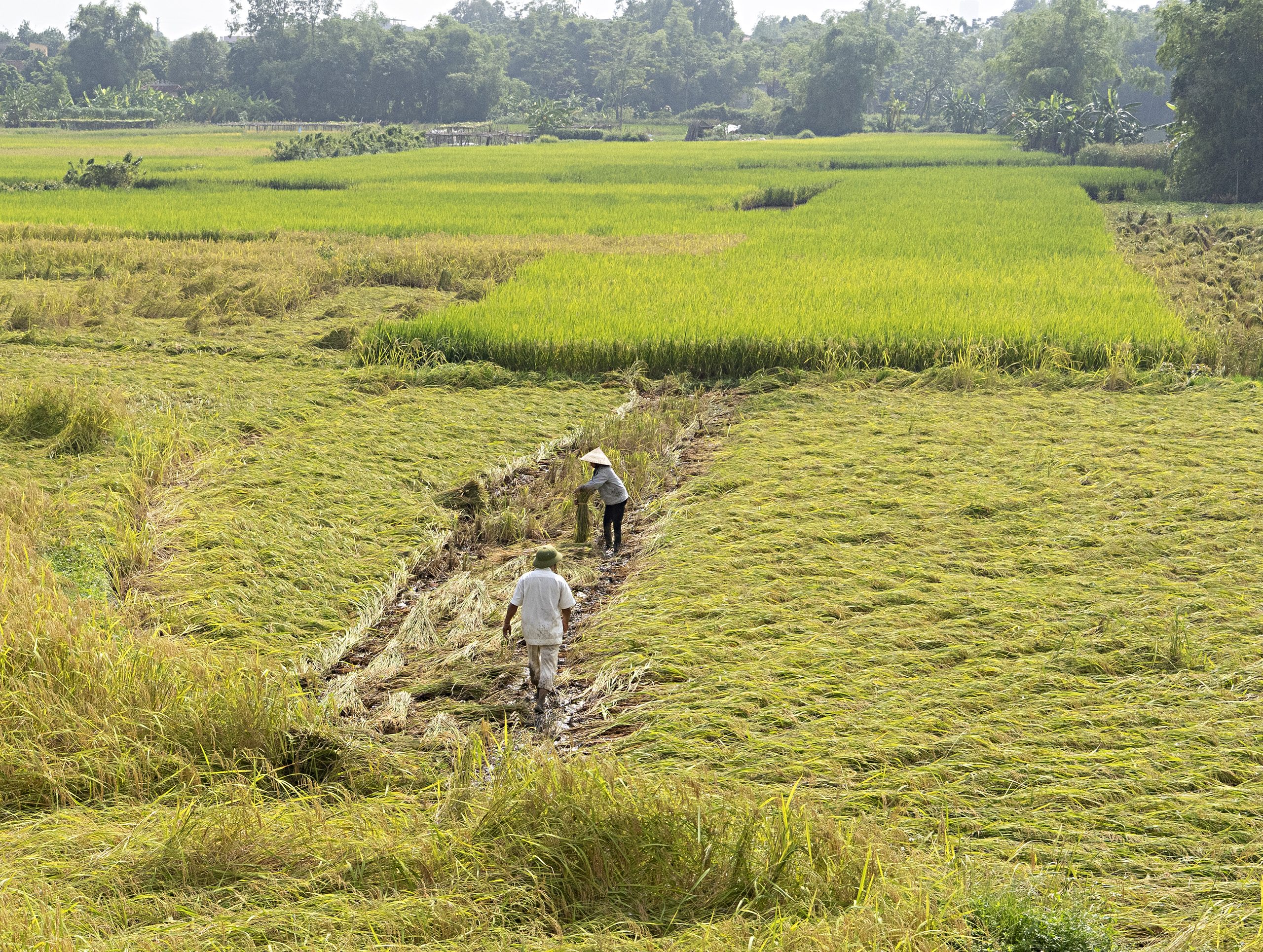 Tho Ha, rice harvesting