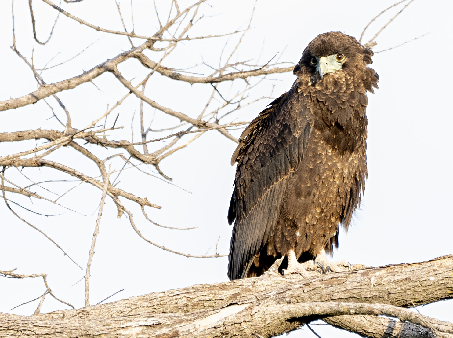 Bird - Tawny Eagle juvenile