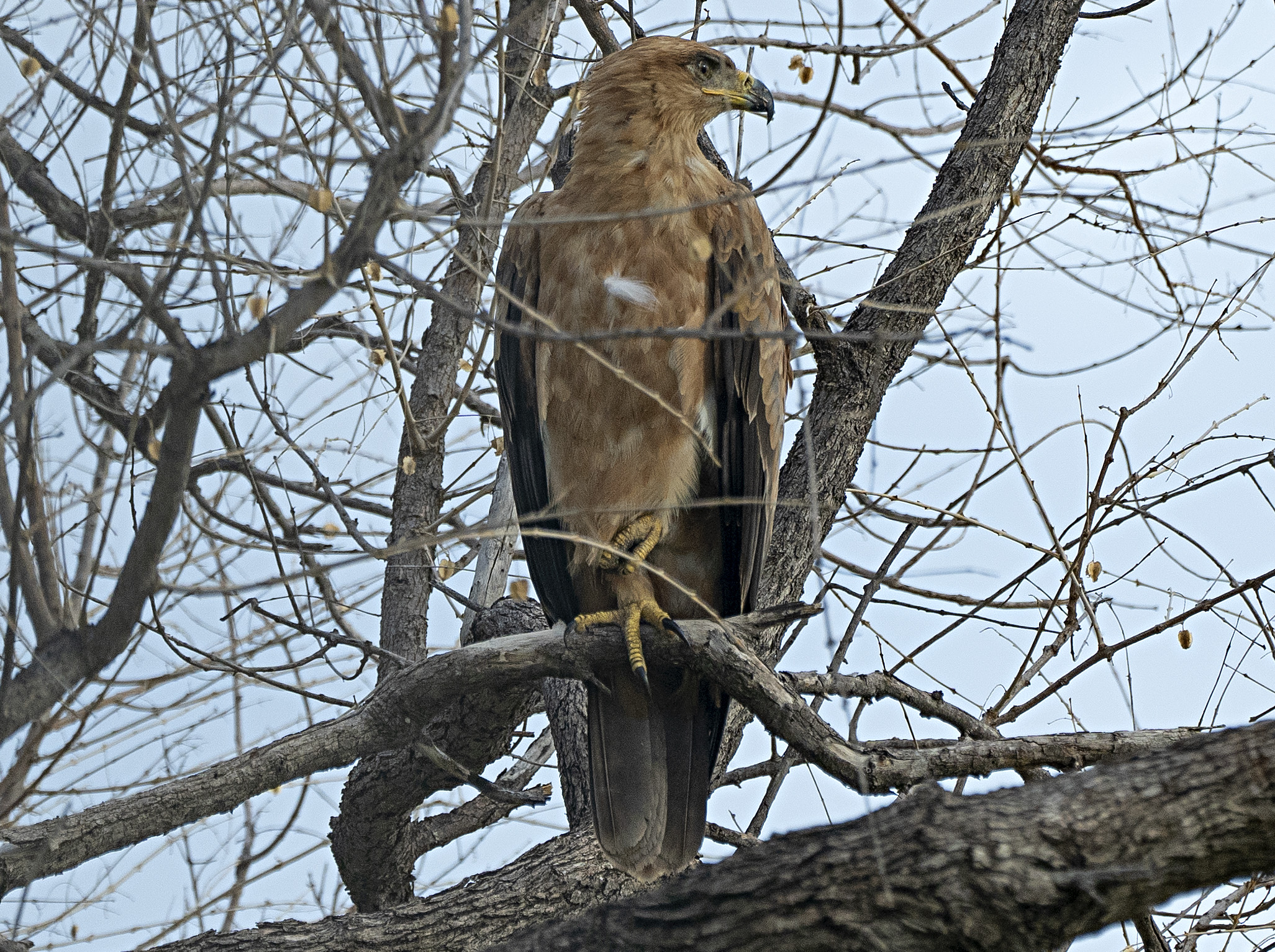 Bird - Tawny Eagle
