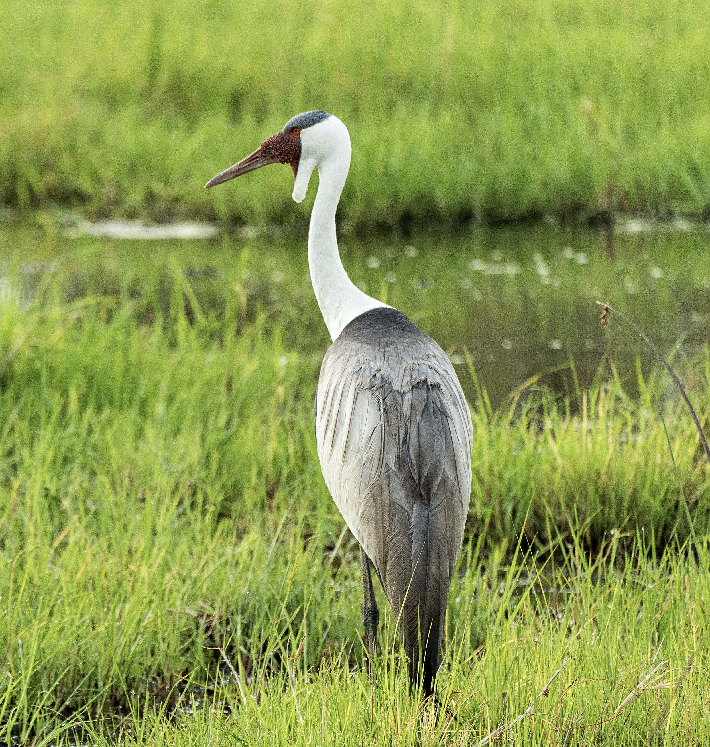 Bird - Wattled crane 03