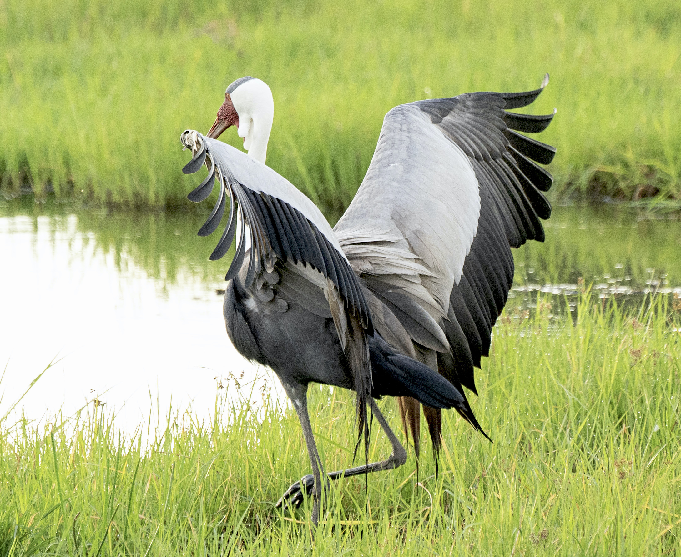 Bird - Wattled crane wings