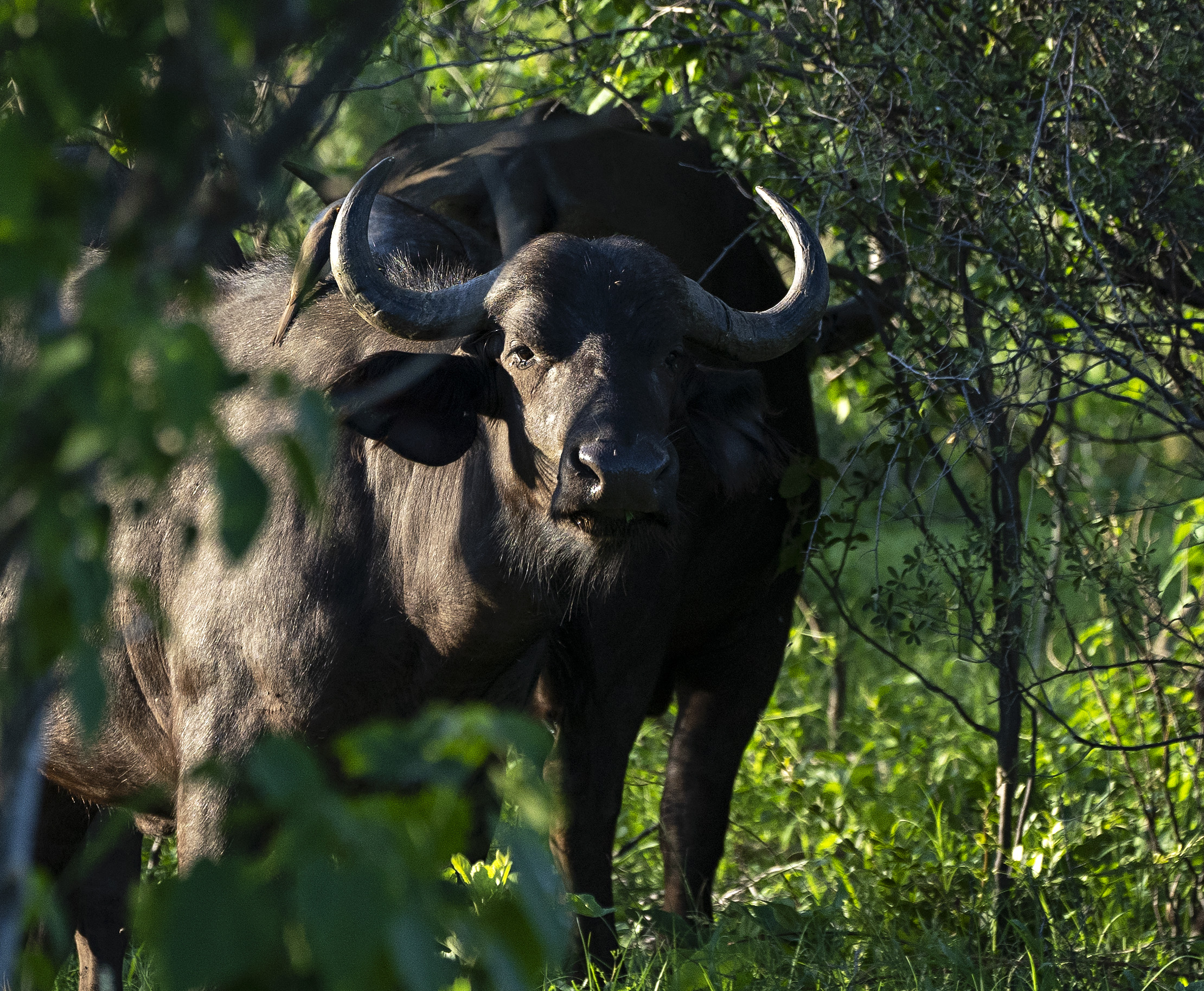 Cape Buffalo in bush