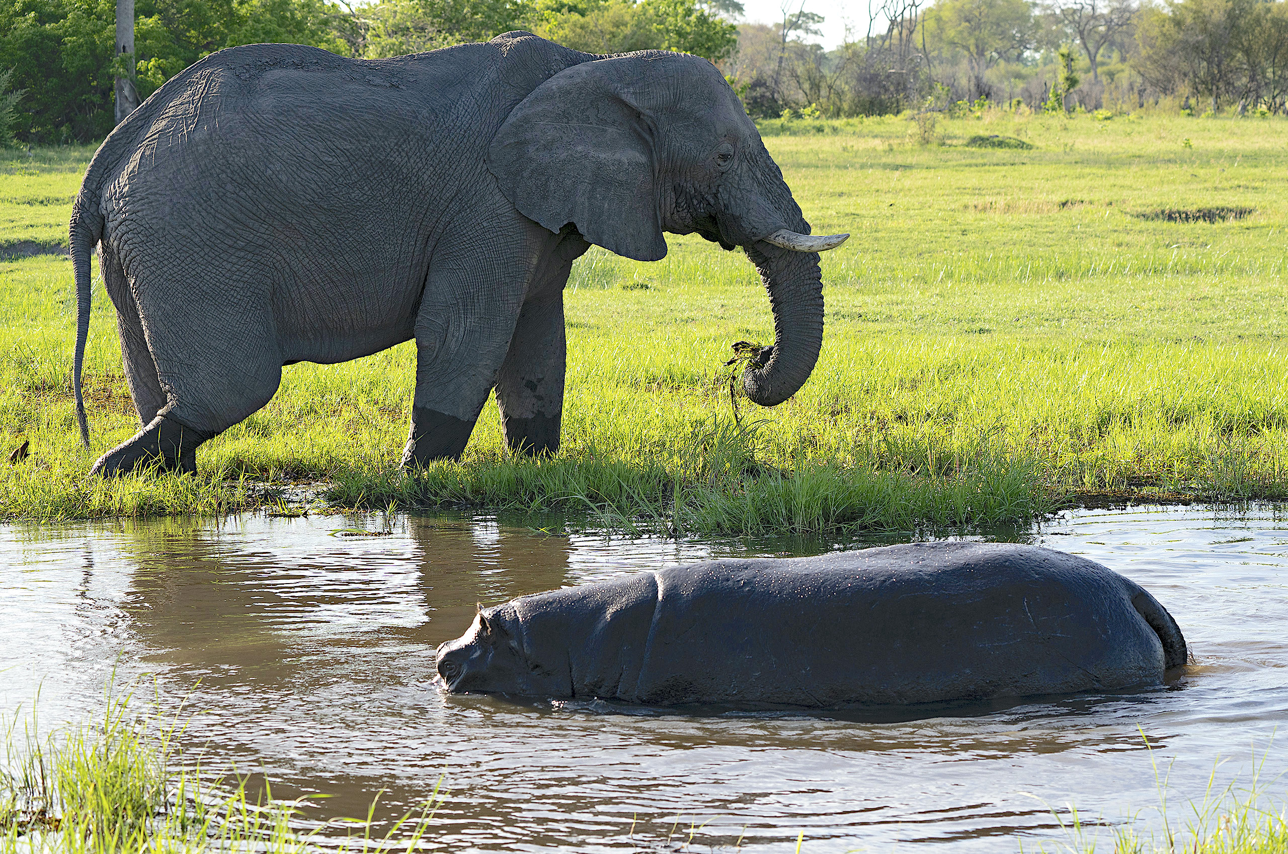 Elephant & hippo