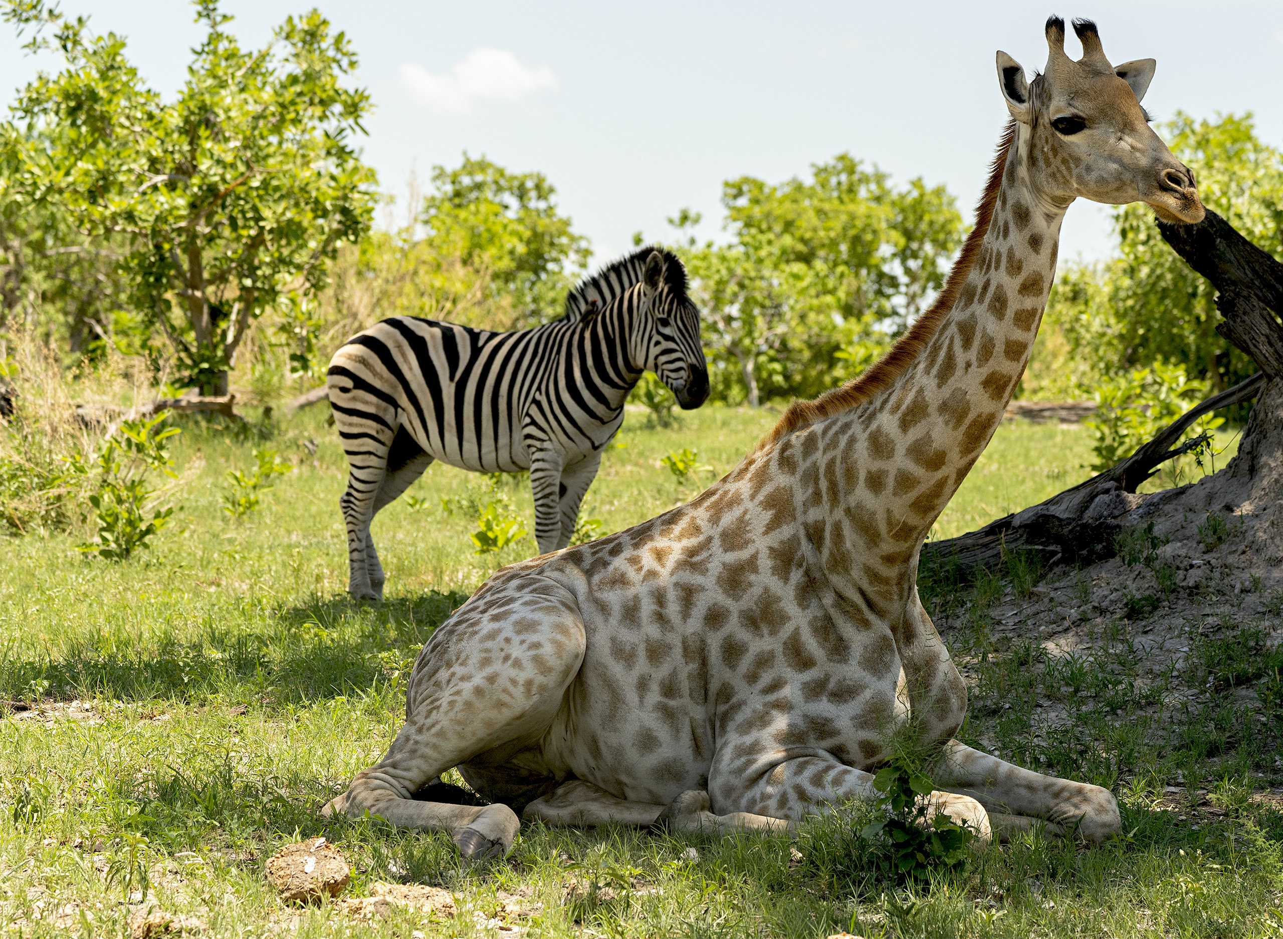 Giraffe & zebra