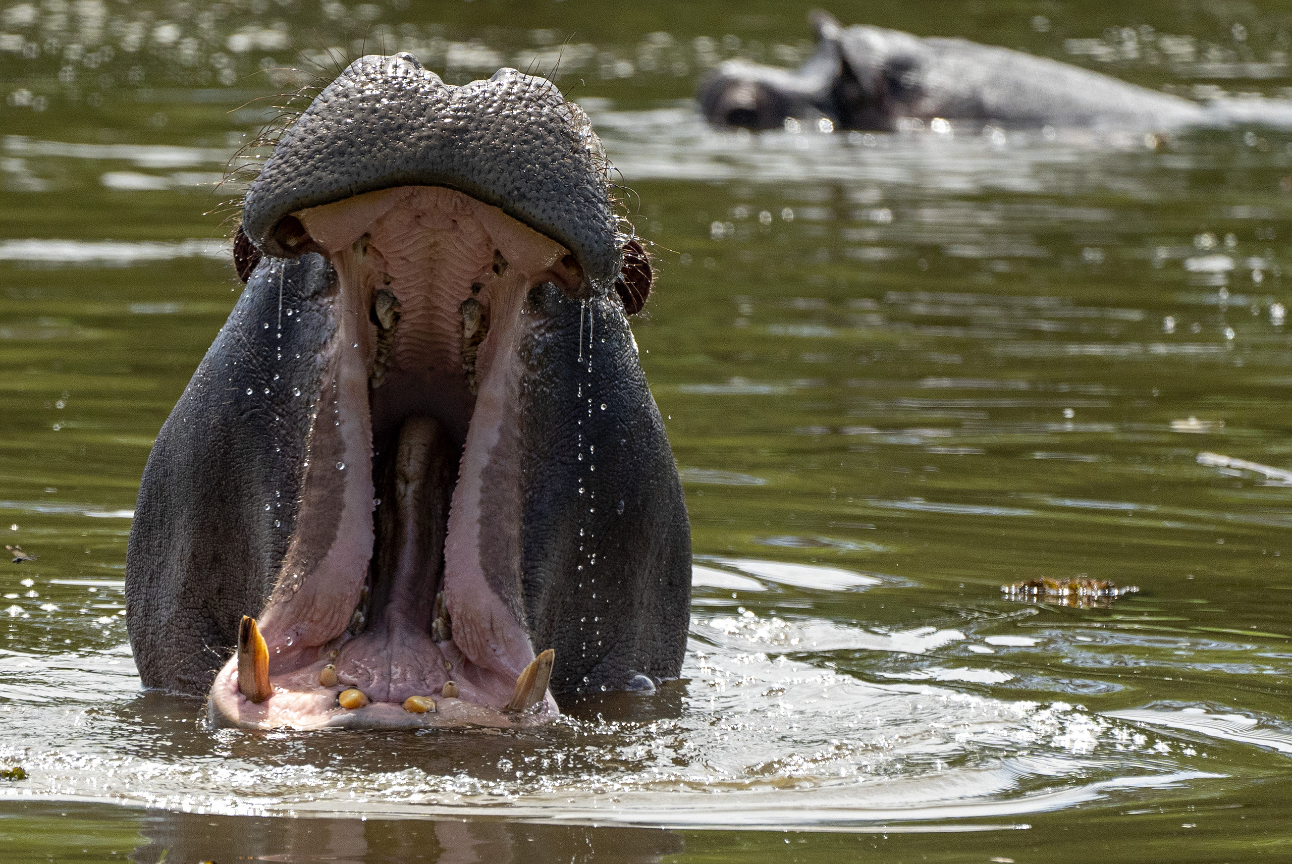 Hippo yawn 01