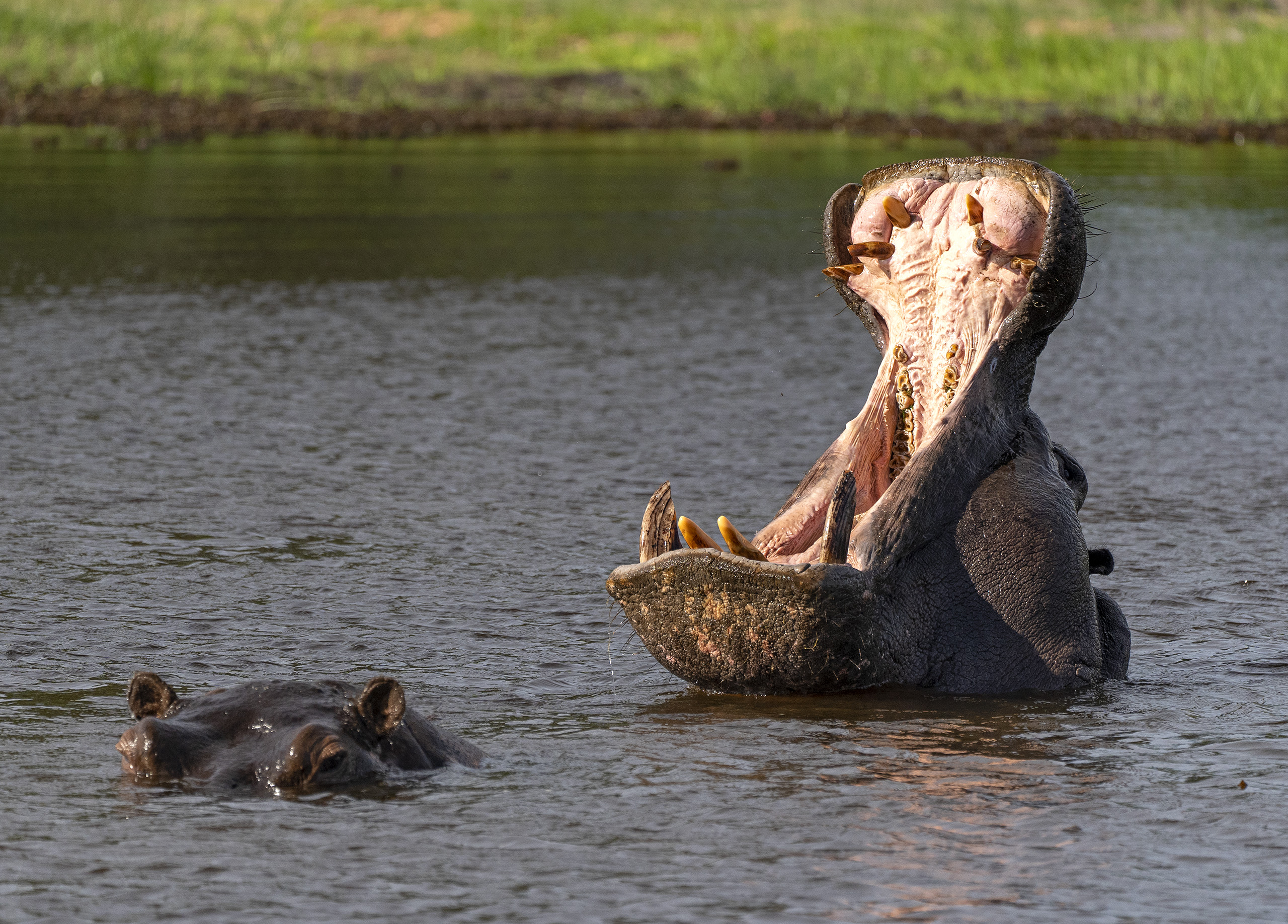 Hippo yawn 02