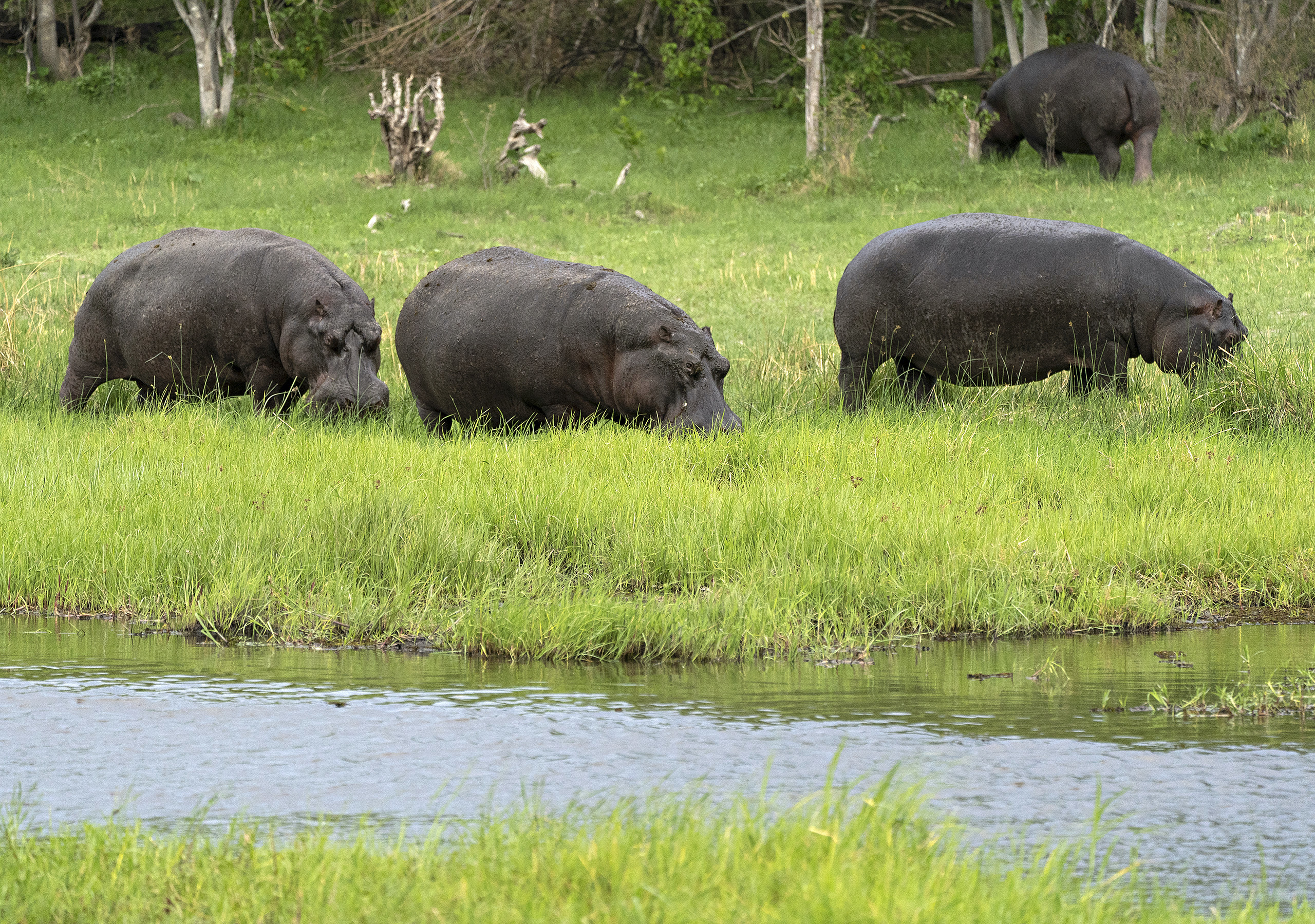 Hippos in front of tent