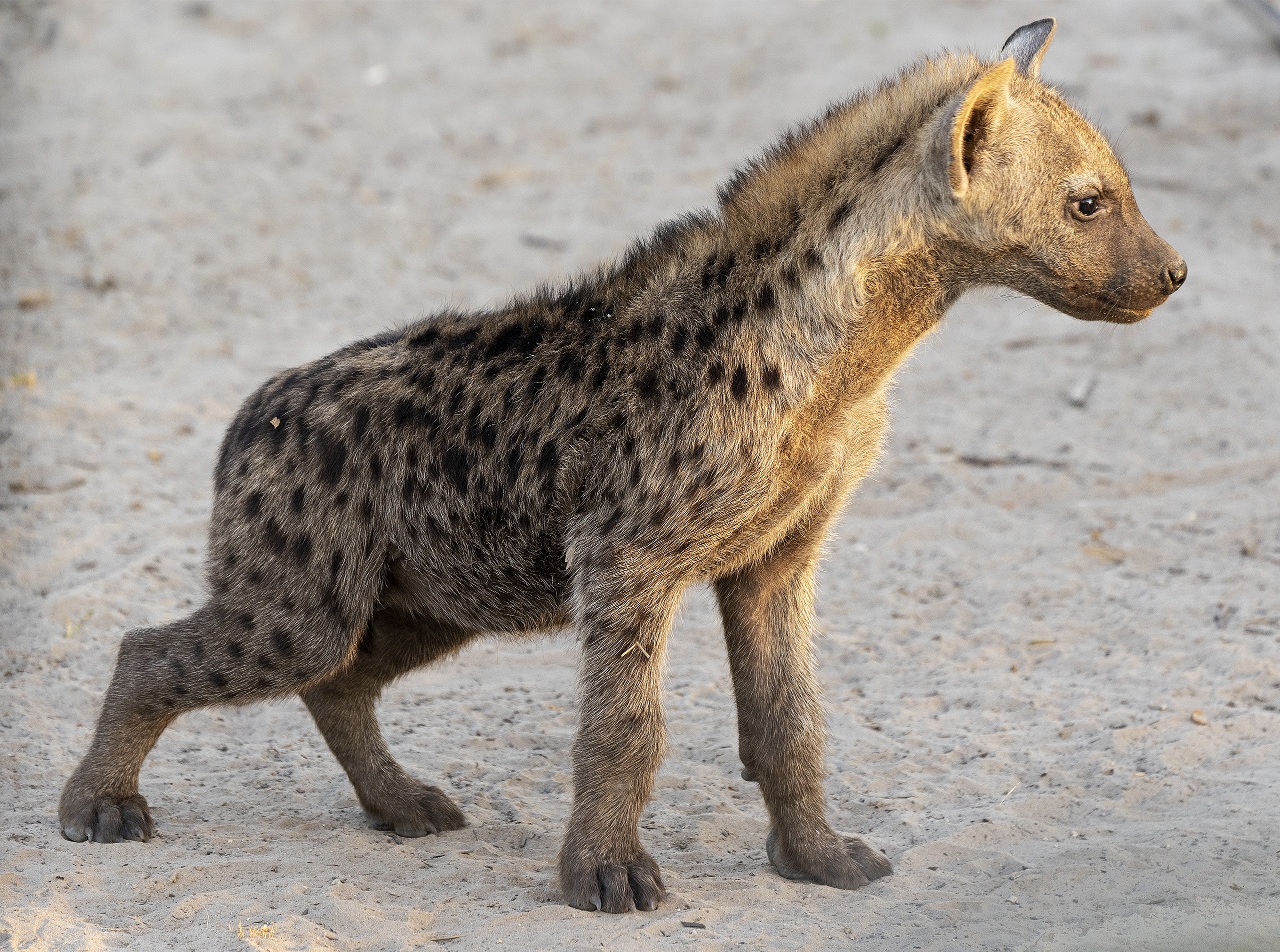 Hyena pup 2