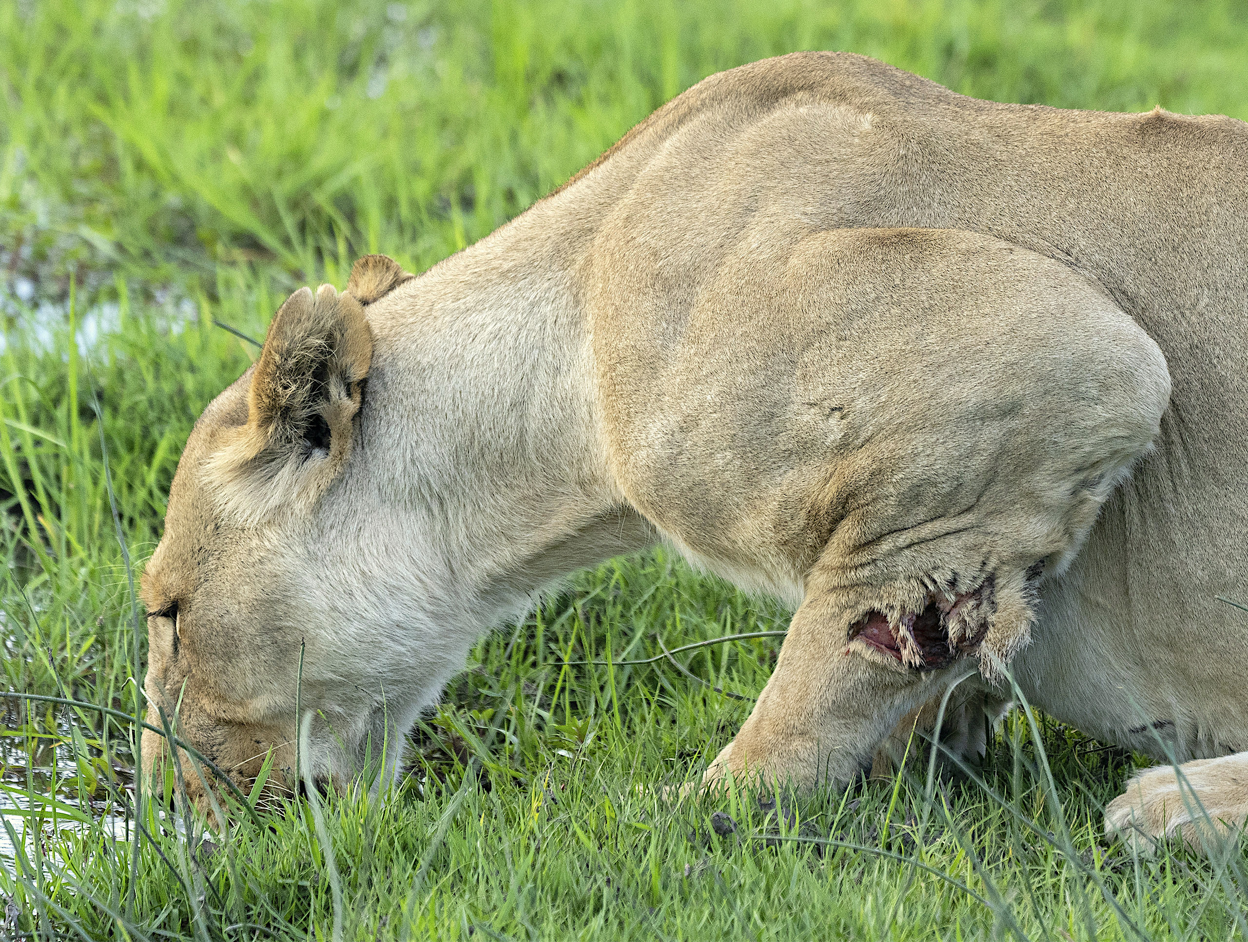 Lion with wound