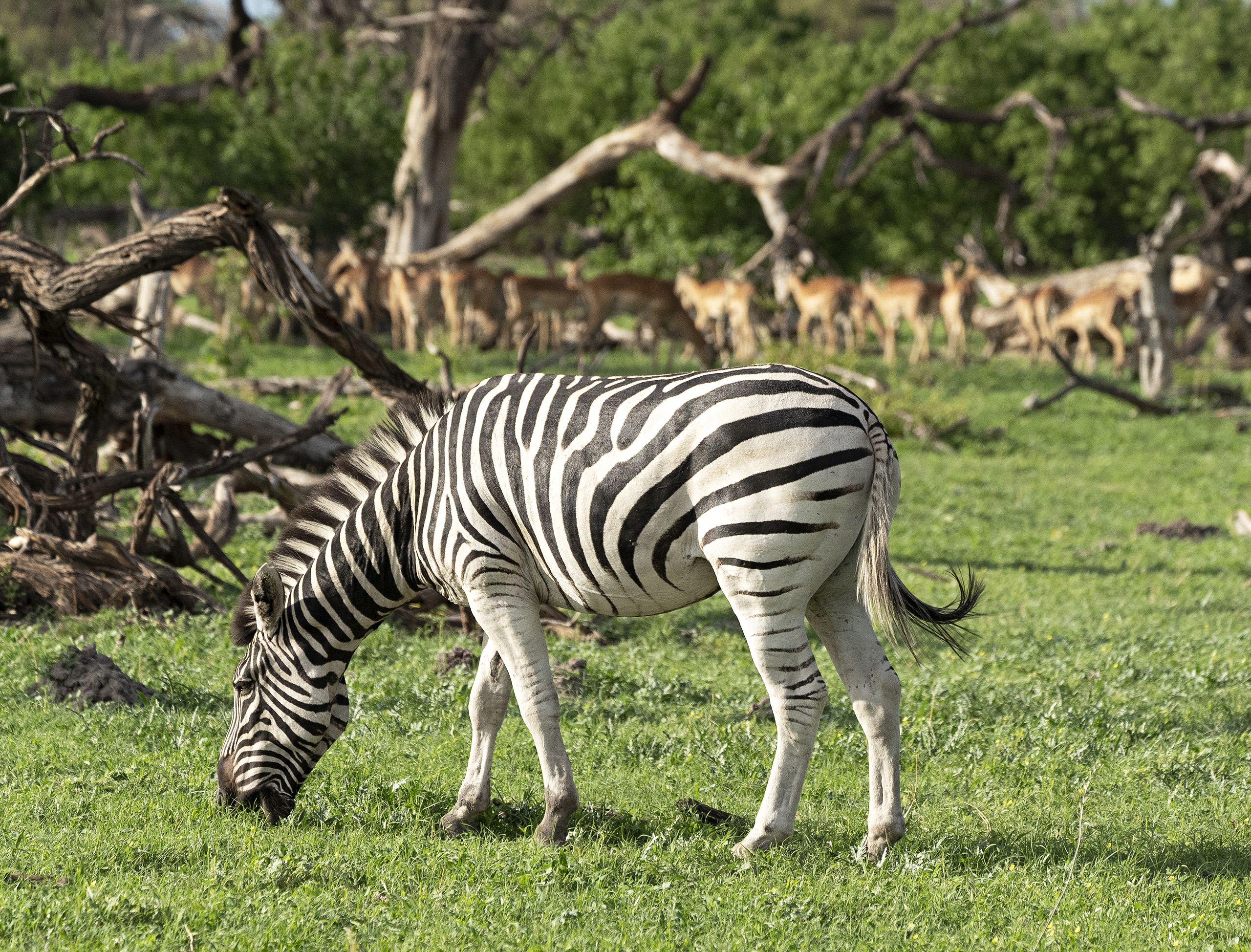 Zebra and impalas