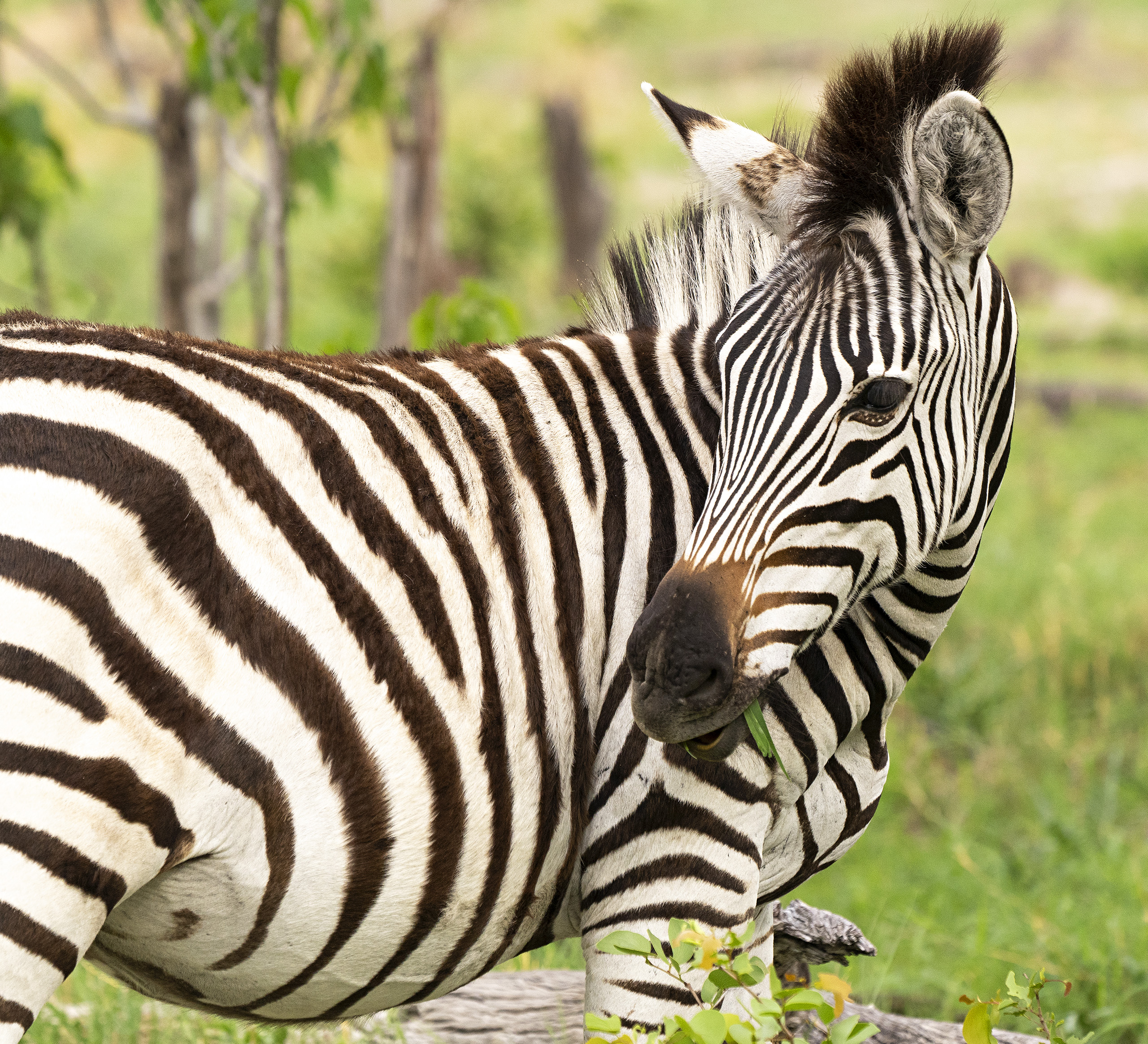 Zebra chewing grass